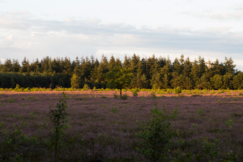 Illustration for article titled Heathlands in bloom